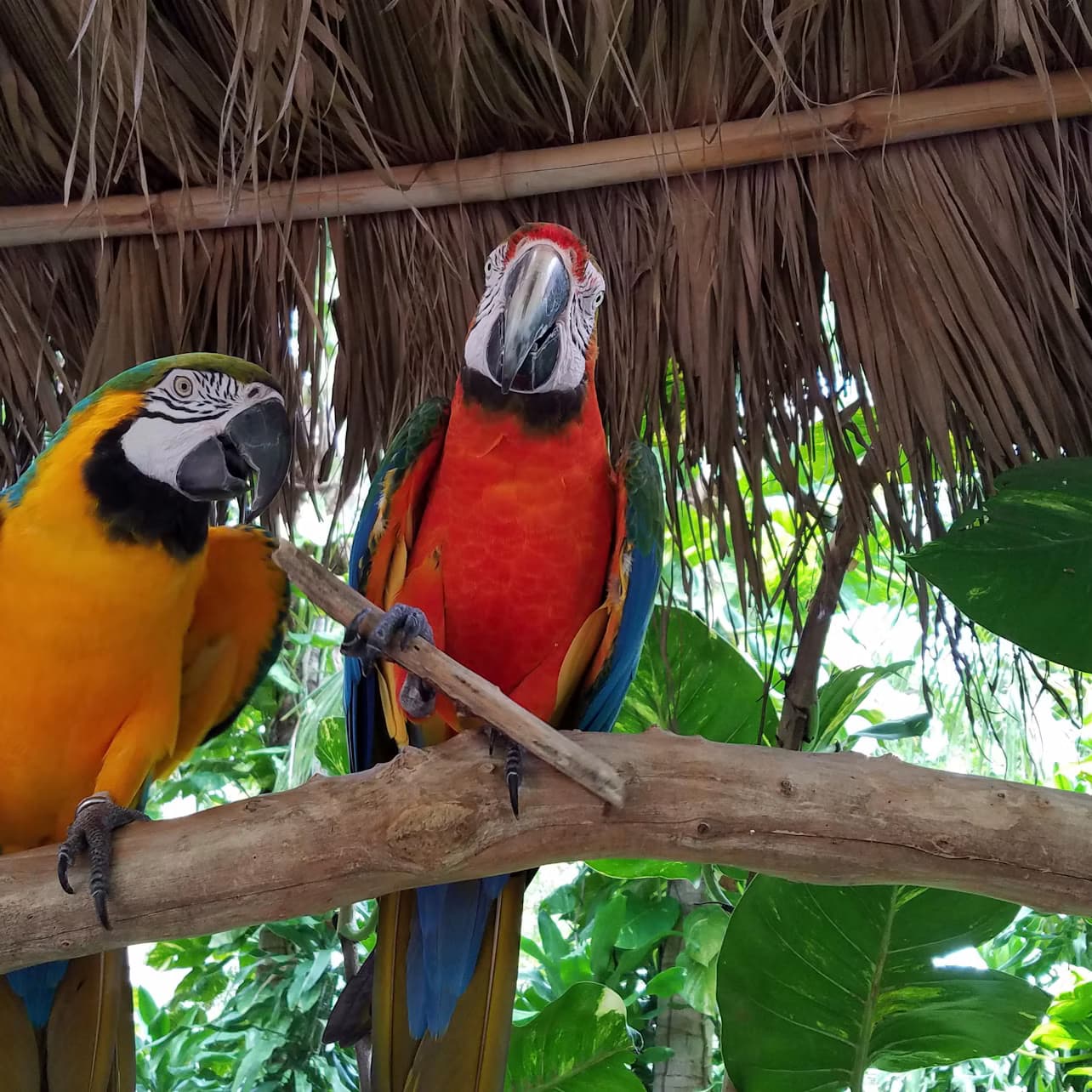 Jungle Island: Entry Ticket