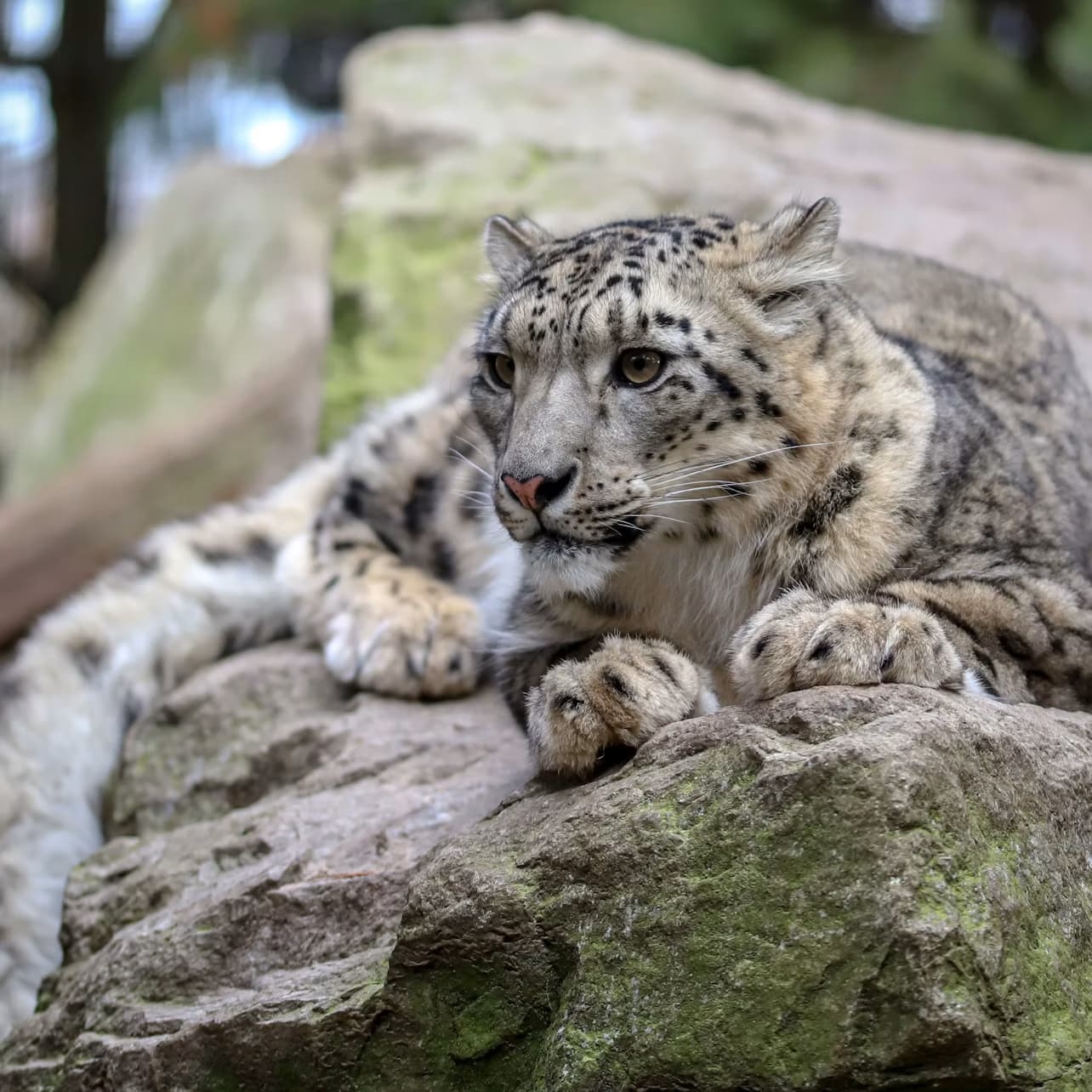 Berlin: Felidae Wildcat and Species Conservation Center Barnim Guided Tour