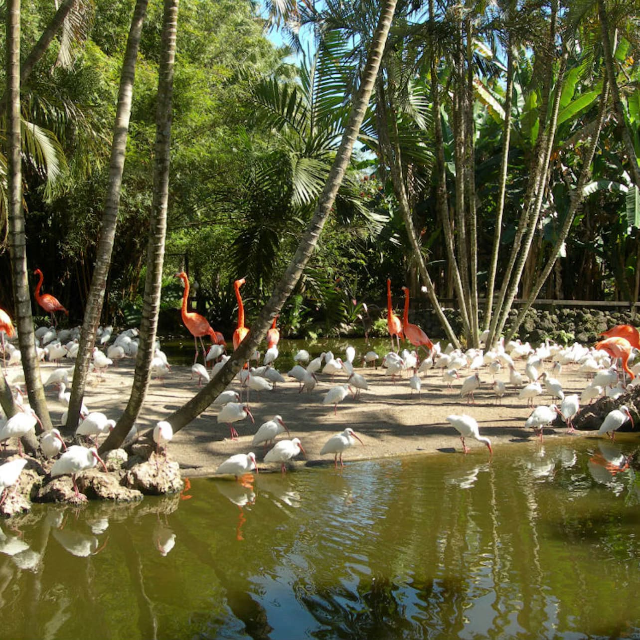 Flamingo Gardens: Skip The Line Ticket
