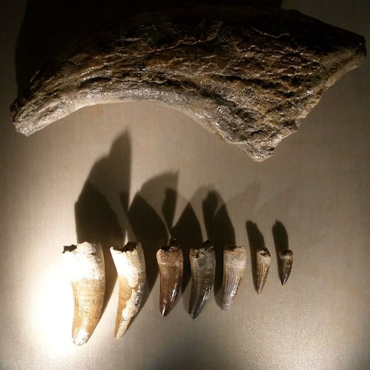 Natural History Museum (Museo di Storia Naturale): Entry ticket