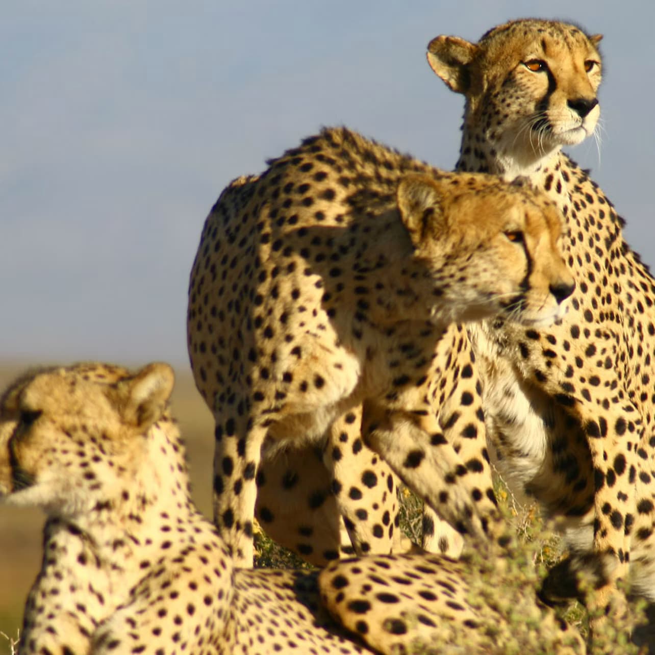 Aquila Private Game Reserve: Small-Group Safari Tour + Lunch + Transport