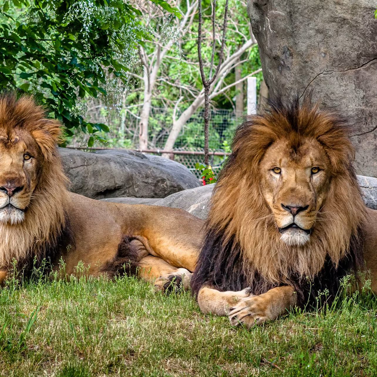 Franklin Park Zoo: Entry Ticket