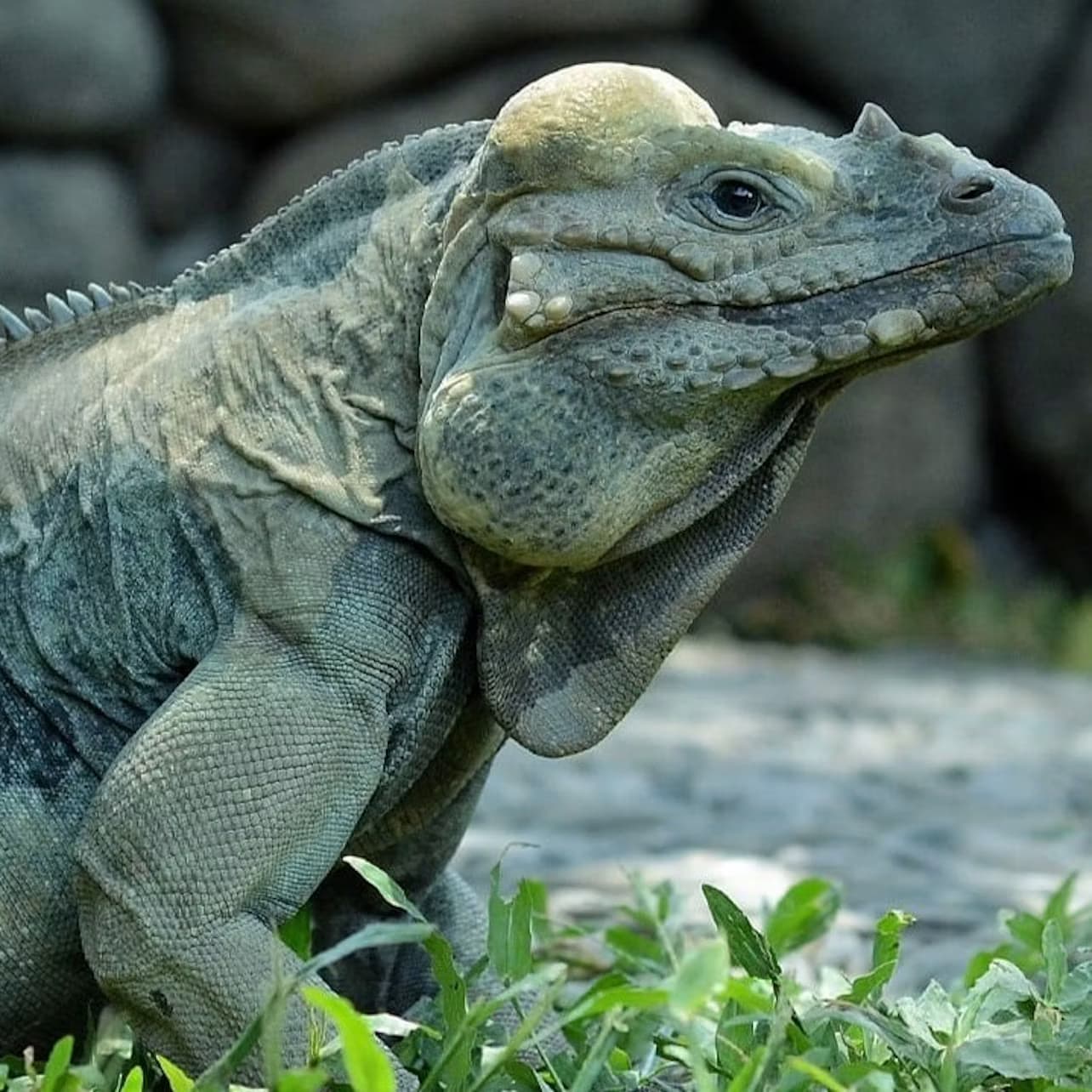 Bali Reptile Park: Entry Ticket
