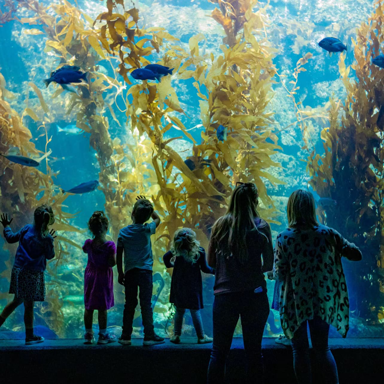 Birch Aquarium: Entry Ticket
