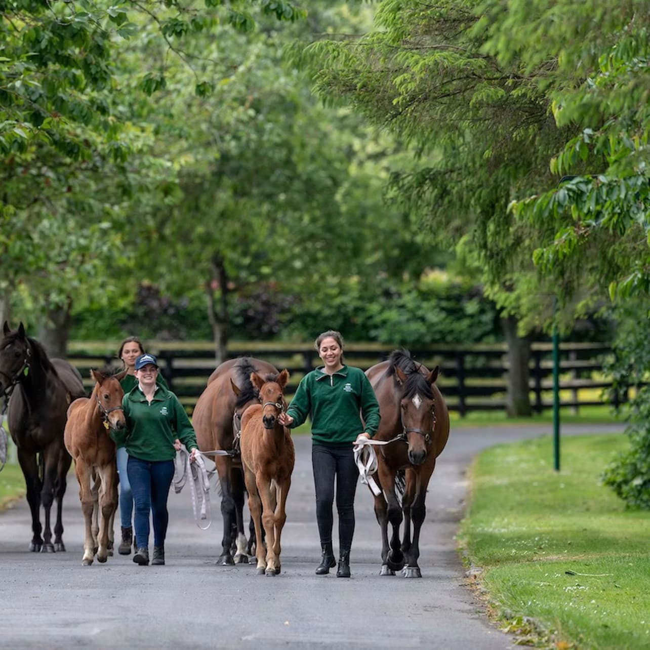 Irish National Stud & Gardens: Entry Ticket