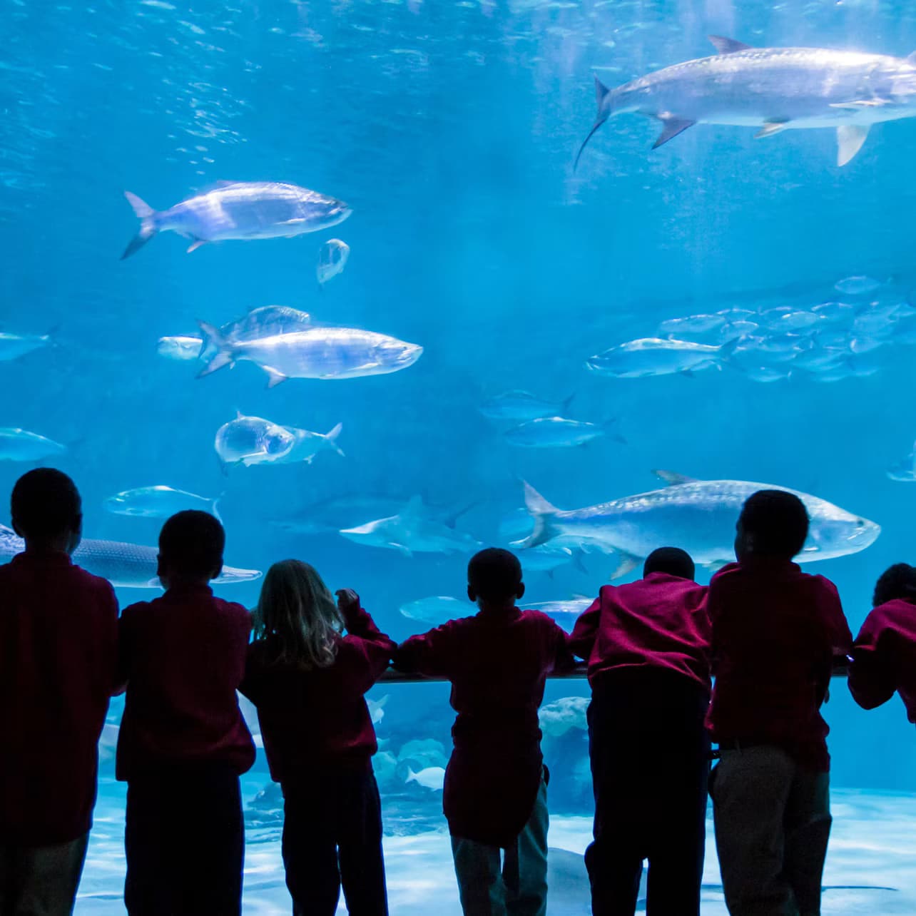 Audubon Aquarium & Insectarium: Combo Entry Ticket