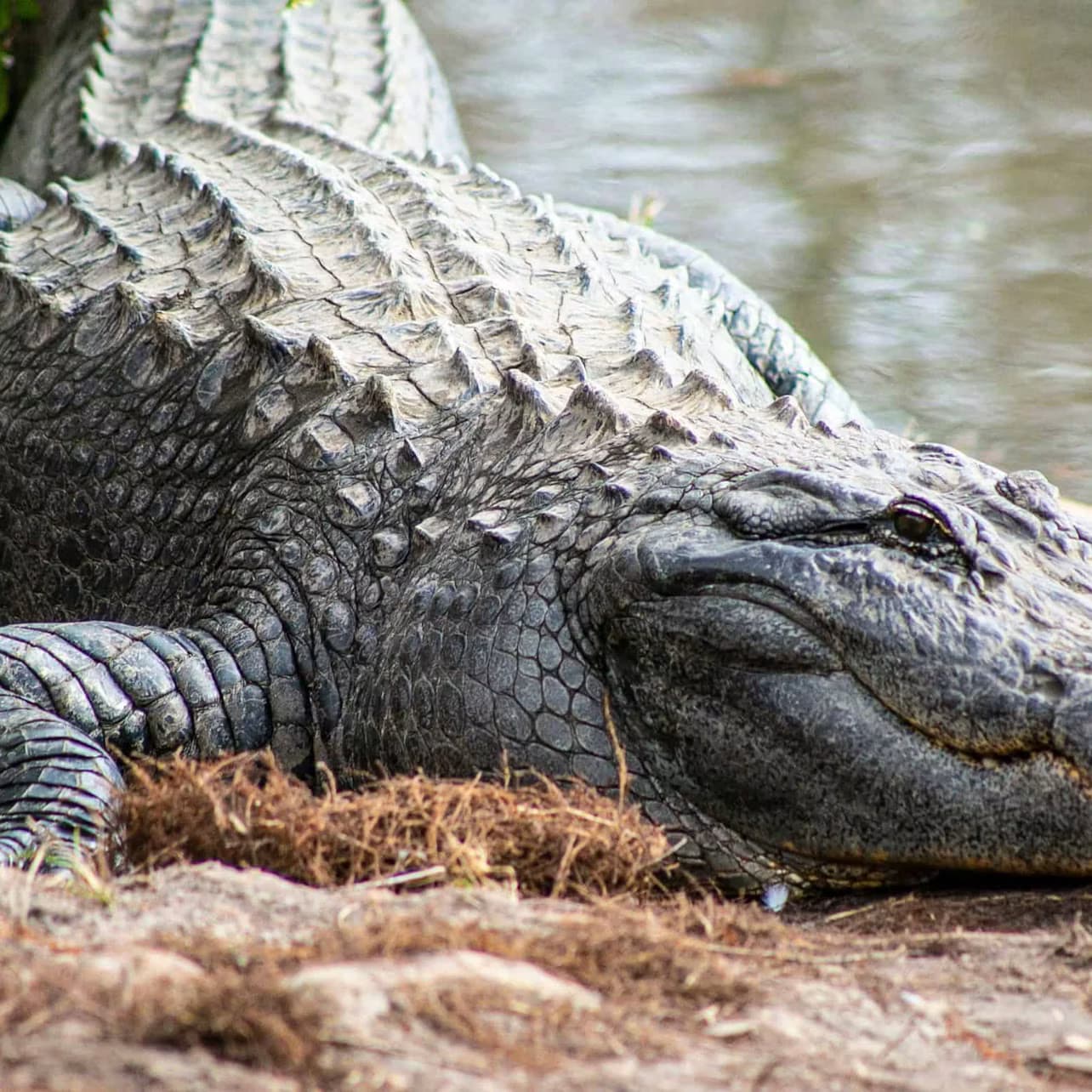 Gatorland Orlando: Skip The Line Ticket