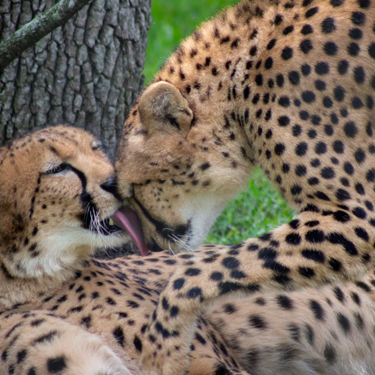 Central Florida Zoo & Botanical Gardens: Skip The Line Ticket