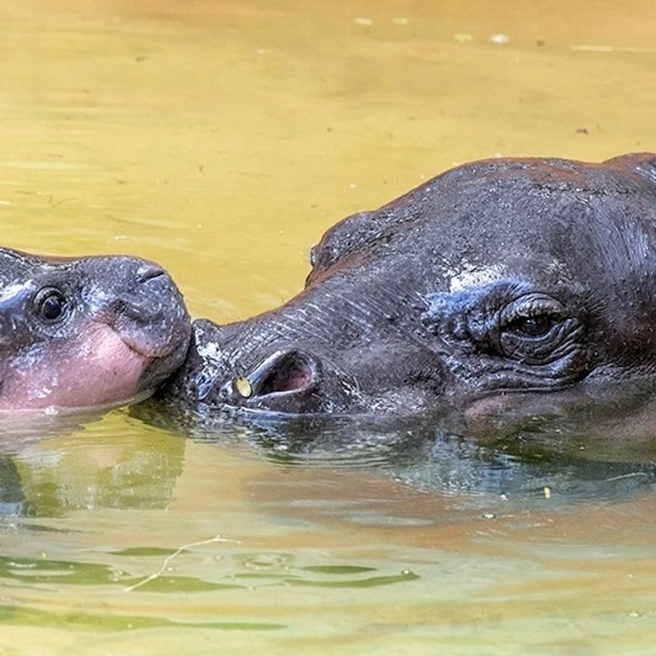 Zoo Miami: Skip The Line Ticket