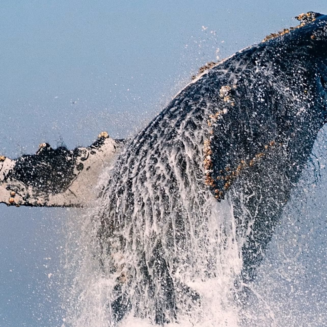 Long Beach: Whale and Dolphin Watching Cruise