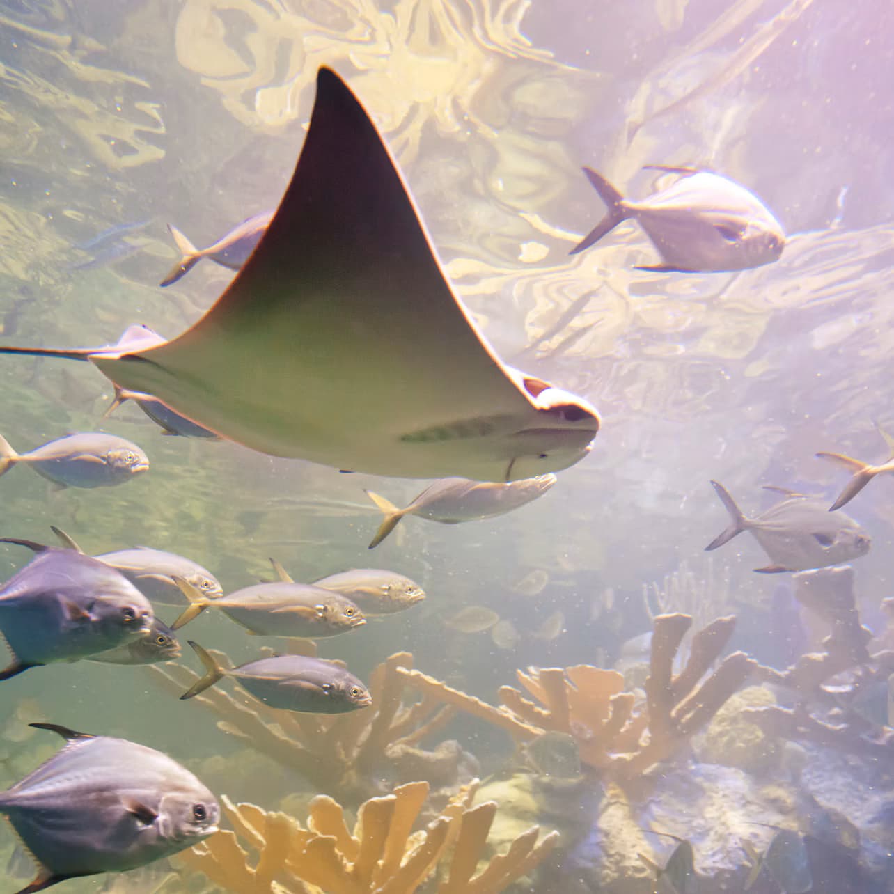 New England Aquarium: Entry Ticket