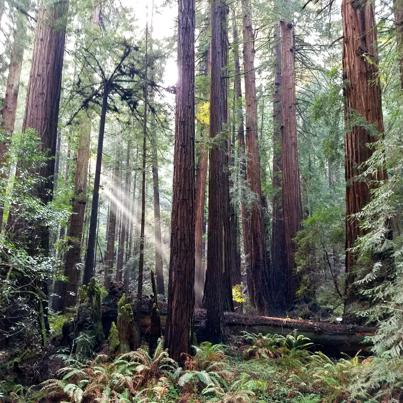 Muir Woods & Sausalito: Half Day Tour from San Francisco