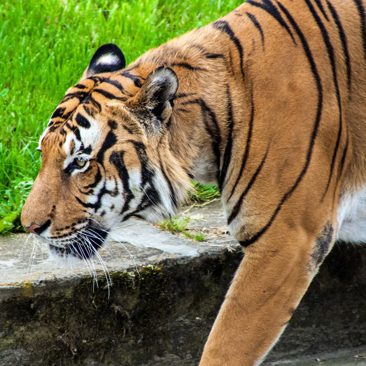 Prague Zoo: Entry Ticket + Audio Guide