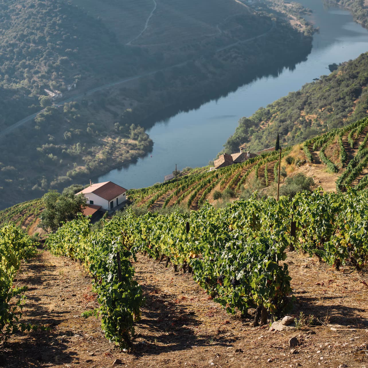 Douro Valley: Day Trip + River Cruise & Lunch from Porto
