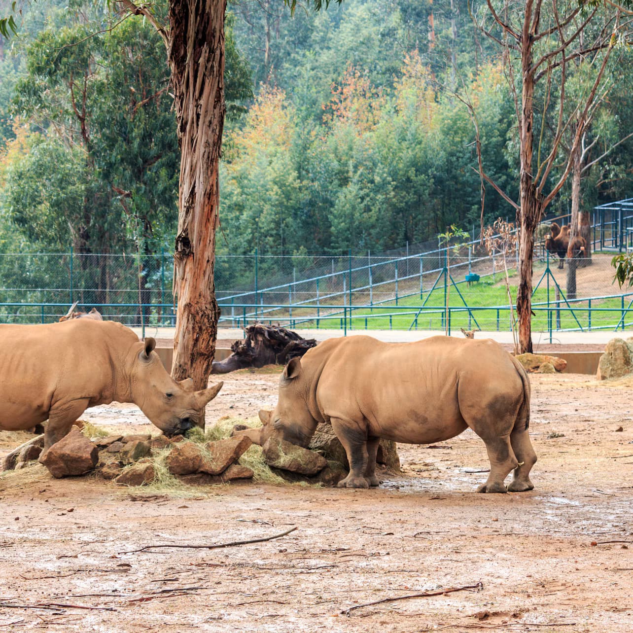 Zoo Santo Inácio: Skip The Line Ticket