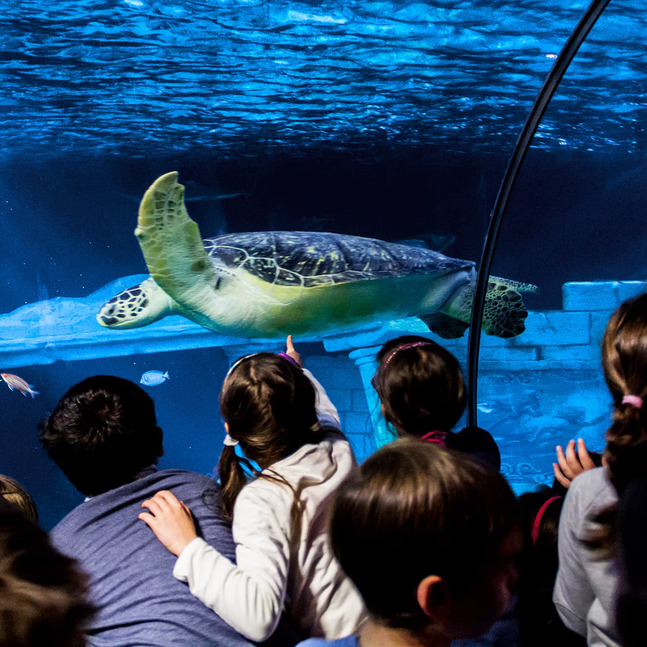 SEA LIFE Porto: Entry Ticket