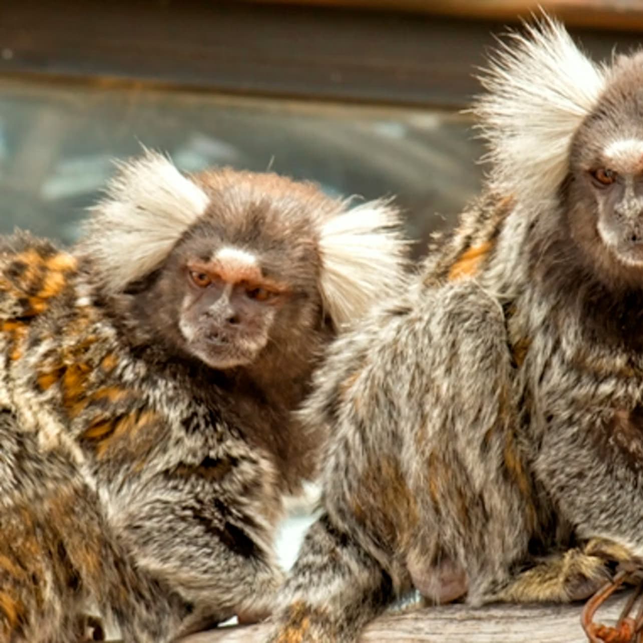 Out of Africa Wildlife Park: Entry Ticket