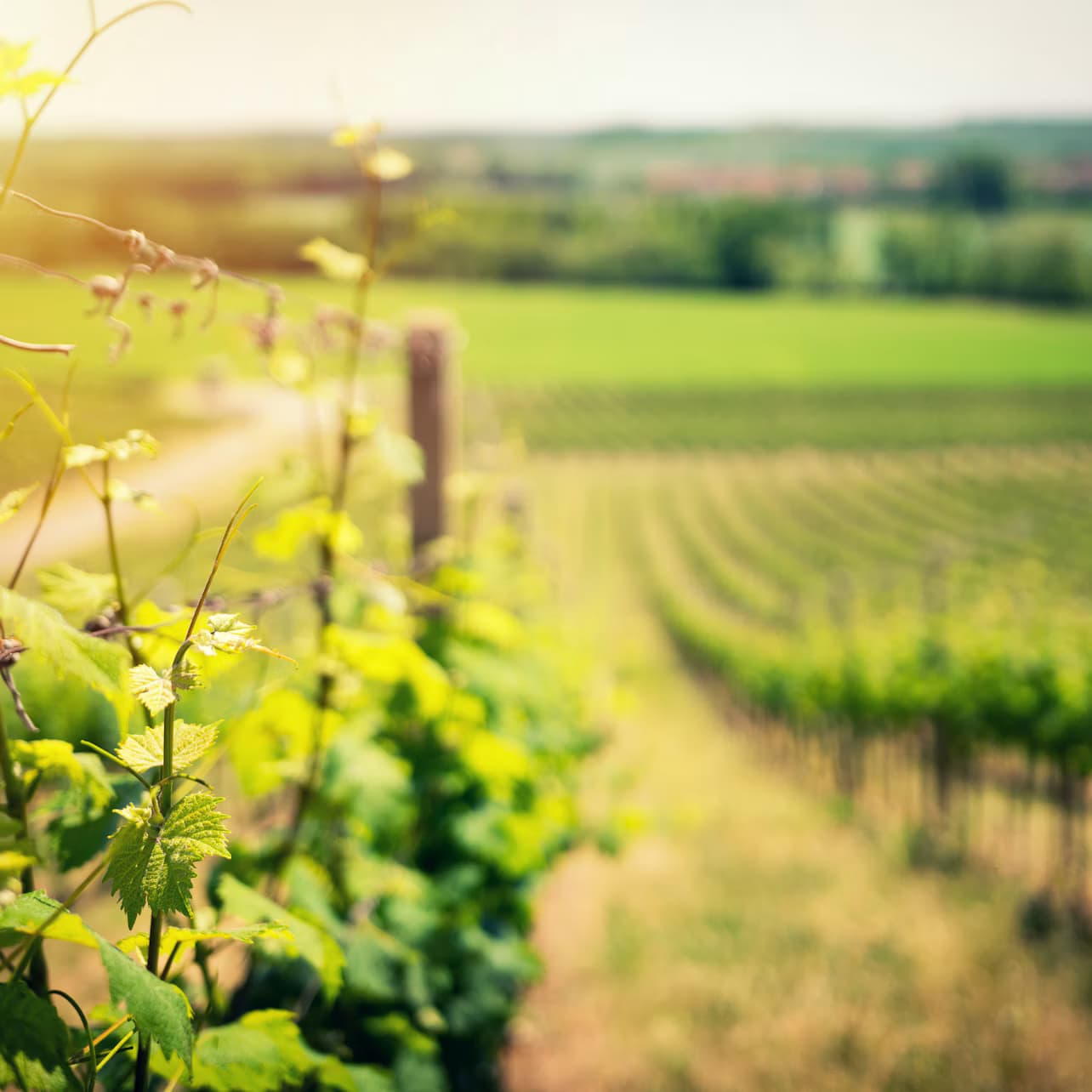 From San Francisco: Half Day Napa Valley Wine Tasting Tour
