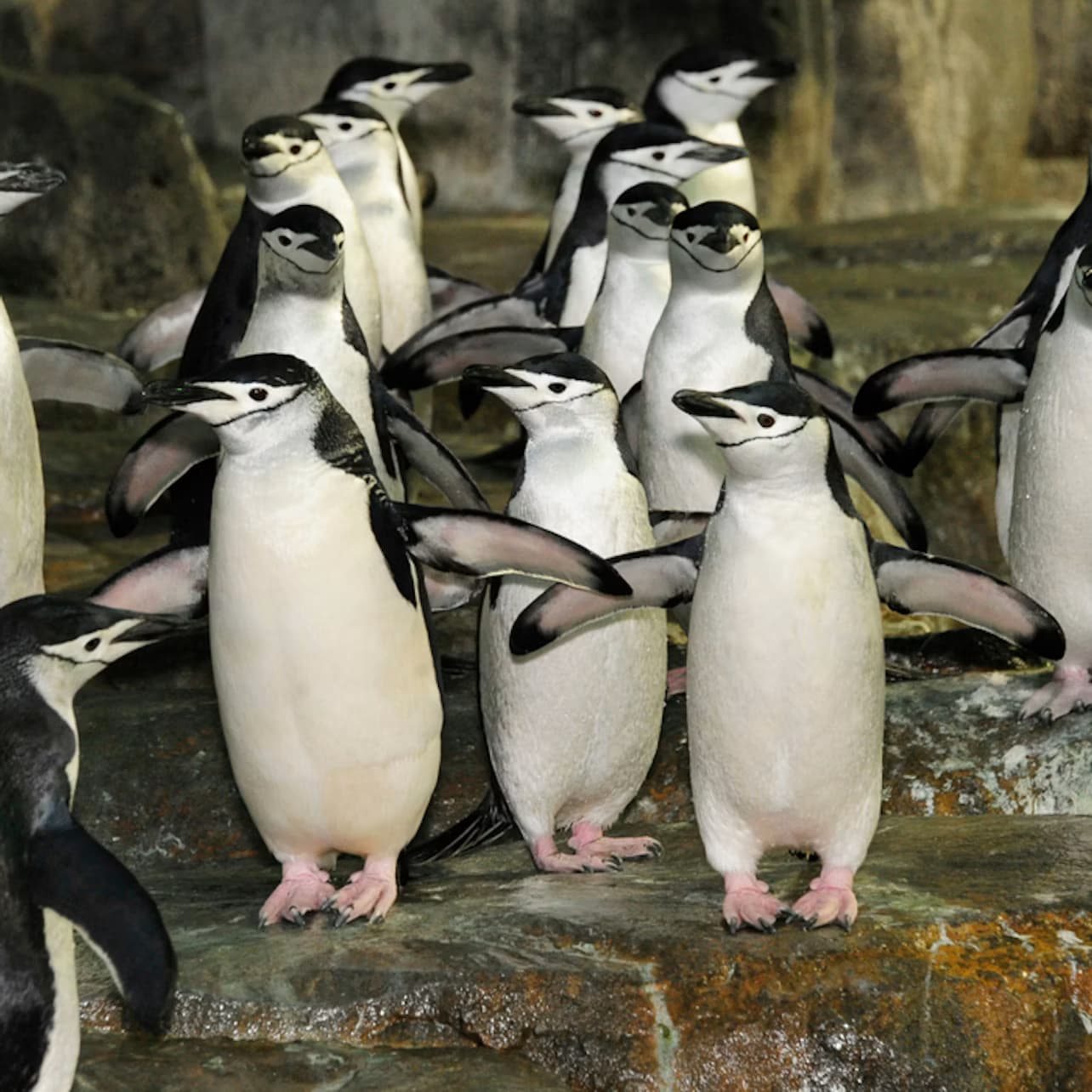Central Park Zoo: Entry Ticket