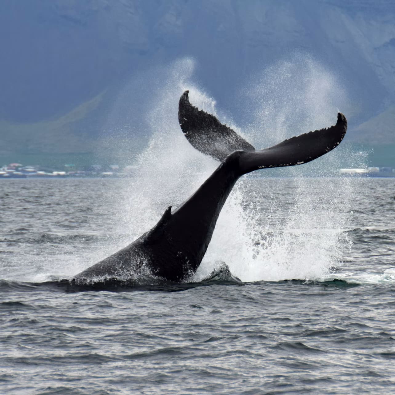 Whale Watching: Tour from Reykjavik