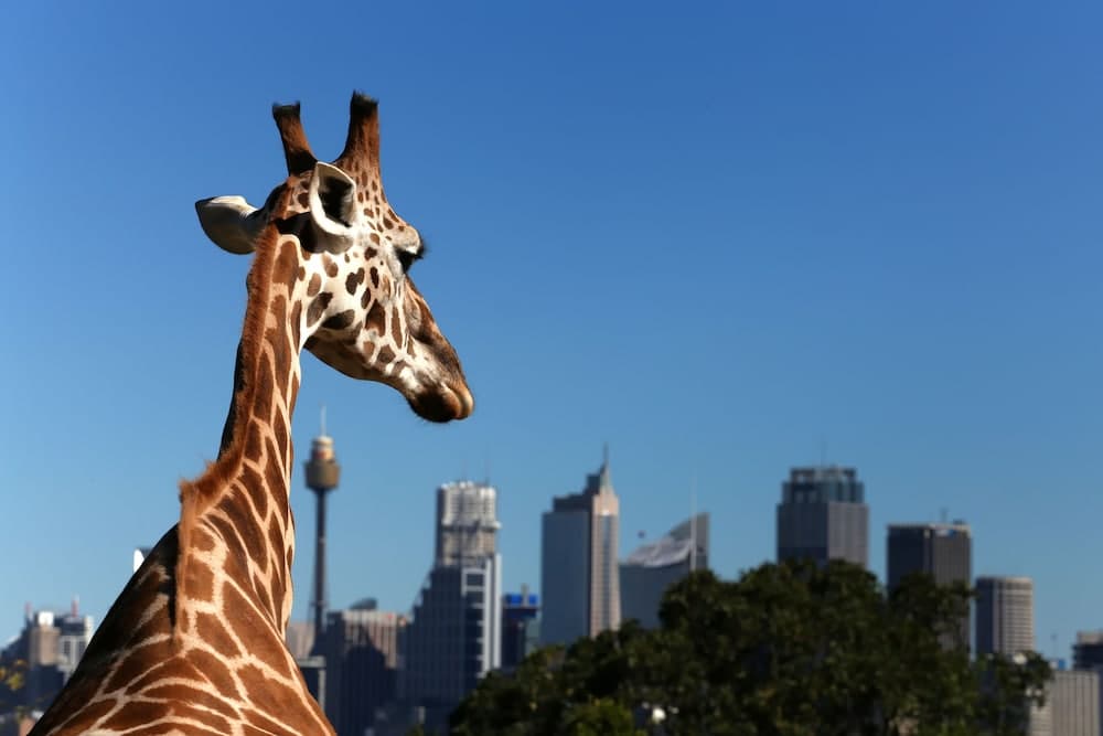 InterContinental Sydney by IHG